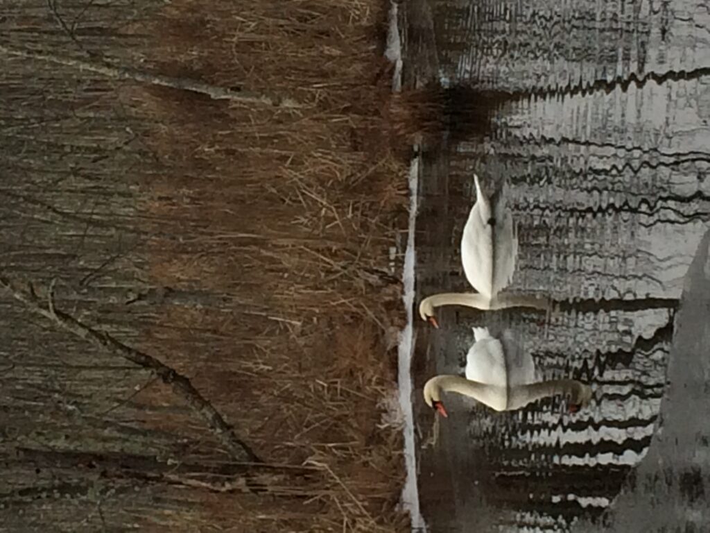 Swans of Our Waters